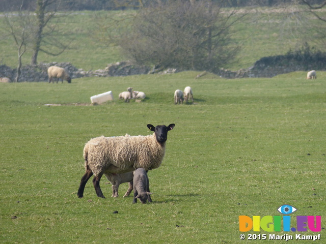 FZ012120 Lambs